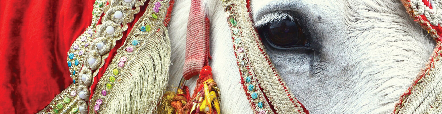 Horse in traditional Indian dress